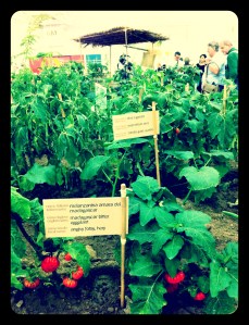 Orto Africano Orto Africano