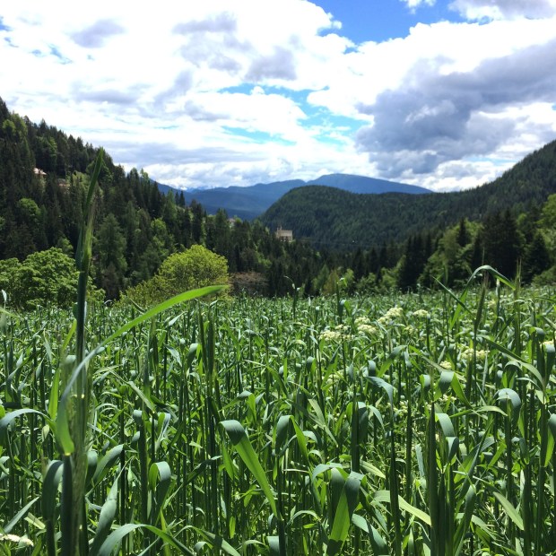Campi di segale alto adige